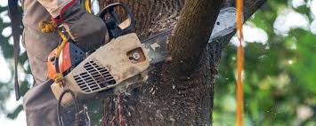 Best Tree Health Inspection  in Columbus, WI
