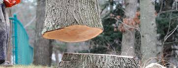 Best Firewood Processing and Delivery  in Columbus, WI