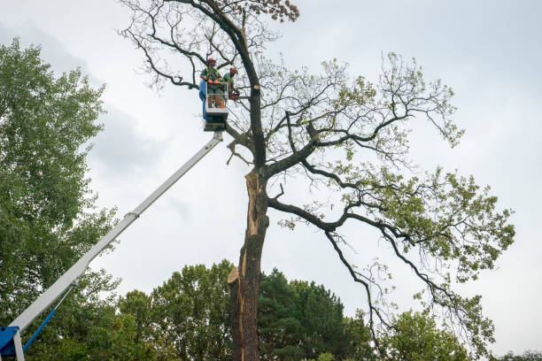 Best Tree Trimming and Pruning  in Columbus, WI