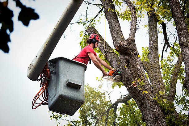 Best Tree Maintenance Programs  in Columbus, WI